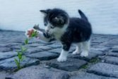 palettblad giftig katt