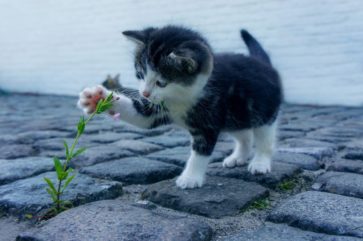 palettblad giftig katt